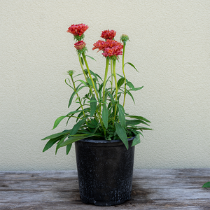 Echinacea 'Fringe Festival' G01