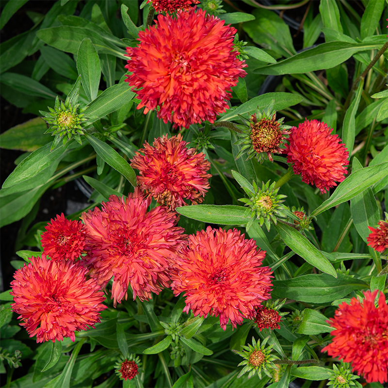 Echinacea 'Fringe Festival' G01
