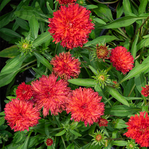 Echinacea 'Fringe Festival' G01