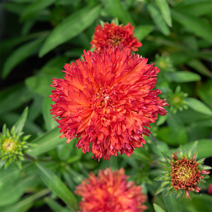 Echinacea 'Fringe Festival' G01