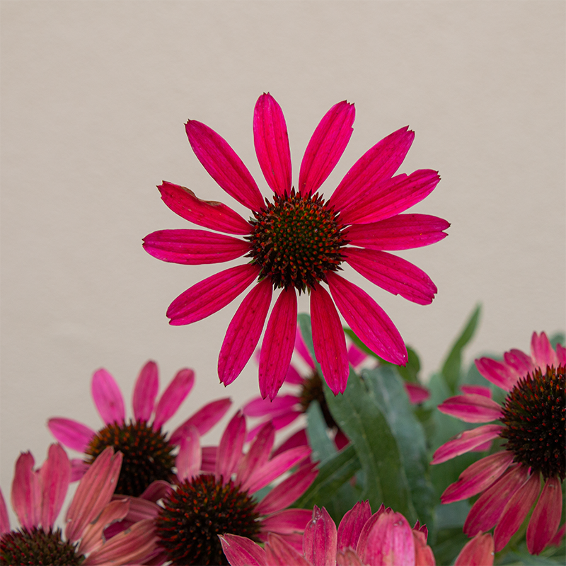 Echinacea 'Glowing Dream' G01
