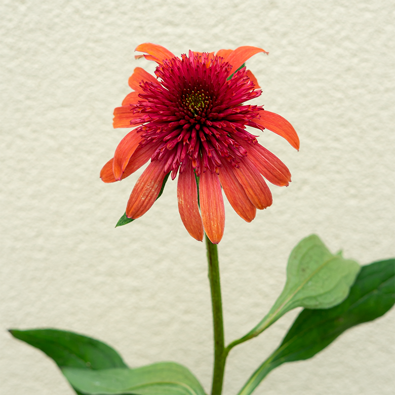Echinacea 'Jamberry' G01