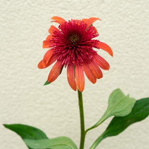 Echinacea 'Jamberry' G01