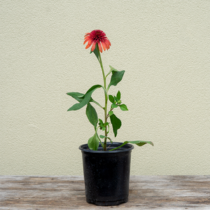 Echinacea 'Jamberry' G01
