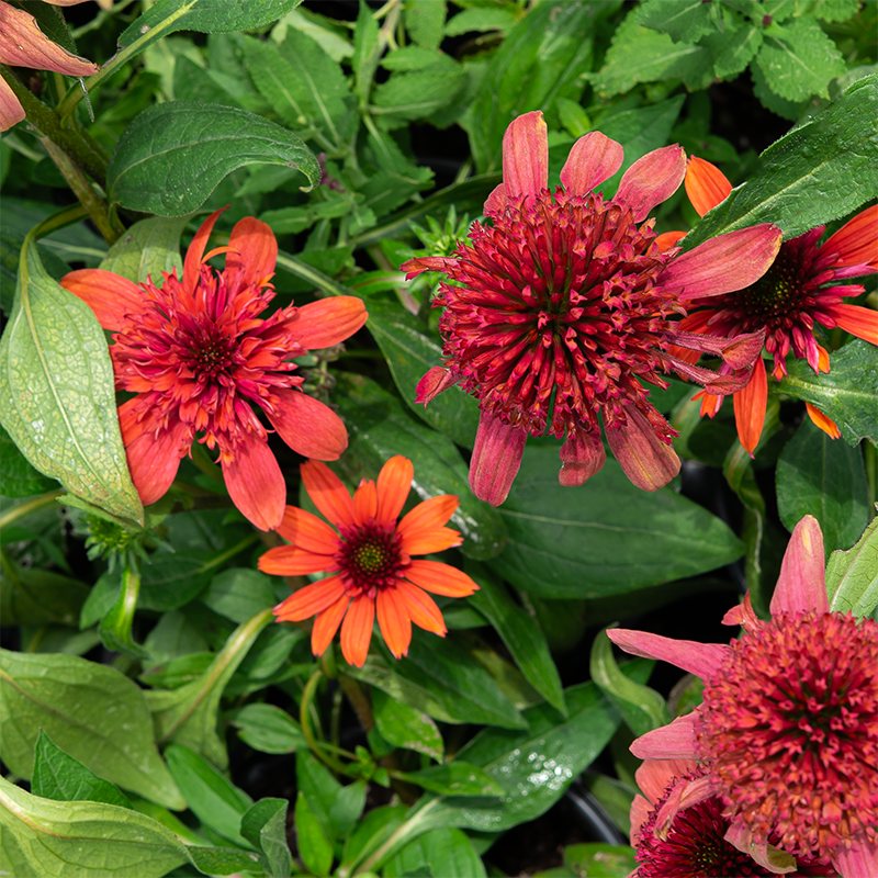 Echinacea 'Jamberry' G01