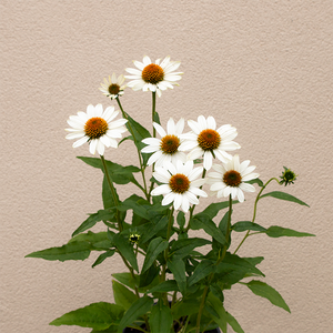 Echinacea 'PowWow White' G01