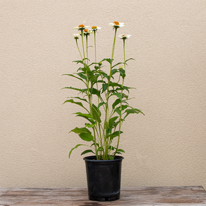 Echinacea 'PowWow White' G01