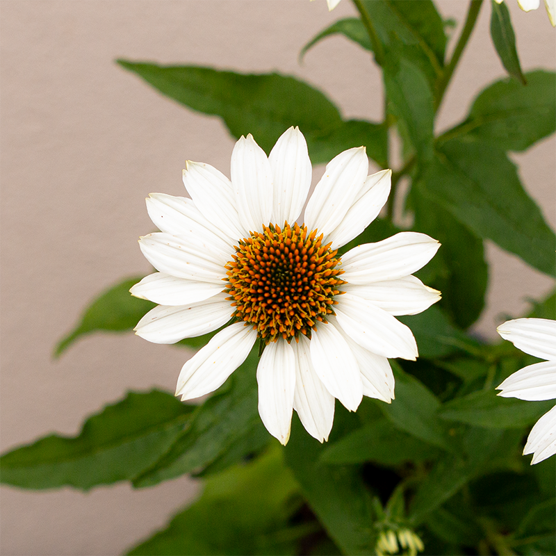 Echinacea 'PowWow White' G01