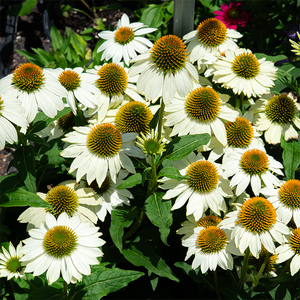Echinacea 'PowWow White' G01
