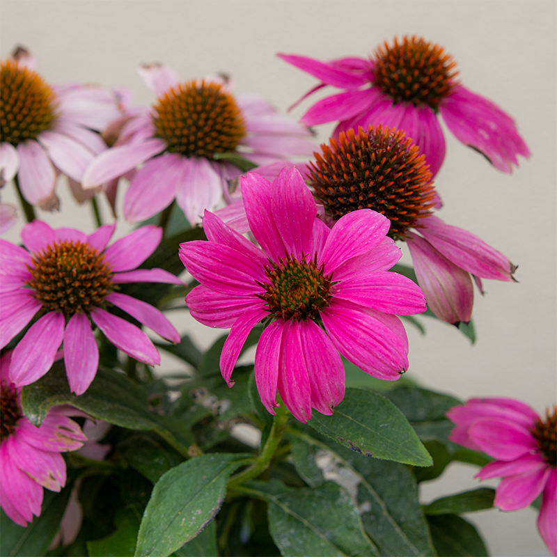 Echinacea 'PowWow Wild Berry' G01