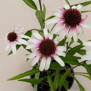 Echinacea 'Pretty Parasols' G01