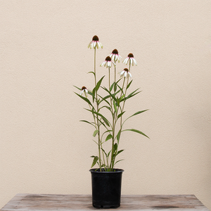 Echinacea 'Pretty Parasols' G01