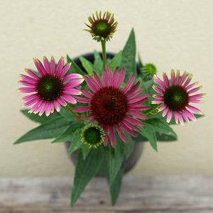 Echinacea 'Prima Aura' G01