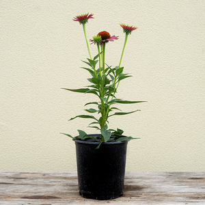 Echinacea 'Prima Aura' G01