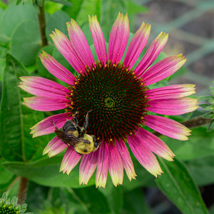 Echinacea 'Prima Aura' G01