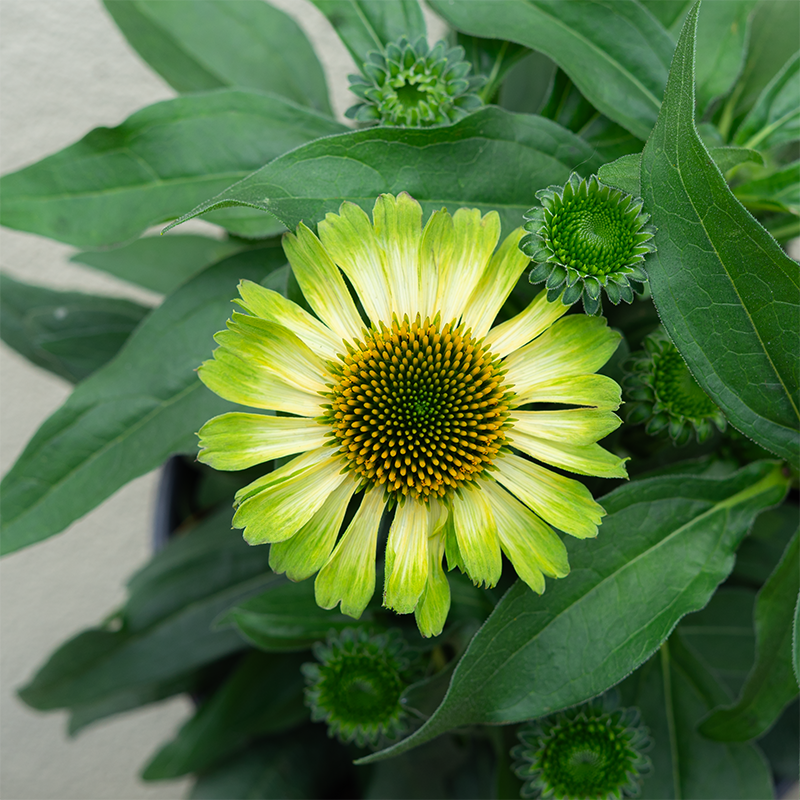 Echinacea 'Princess Citrus' G01