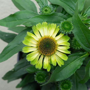 Echinacea 'Princess Citrus' G01