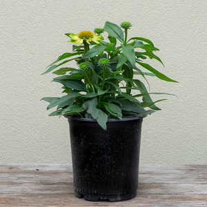 Echinacea 'Princess Citrus' G01