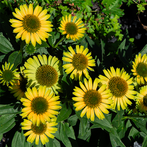 Echinacea 'Princess Citrus' G01