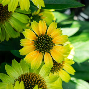 Echinacea 'Princess Citrus' G01