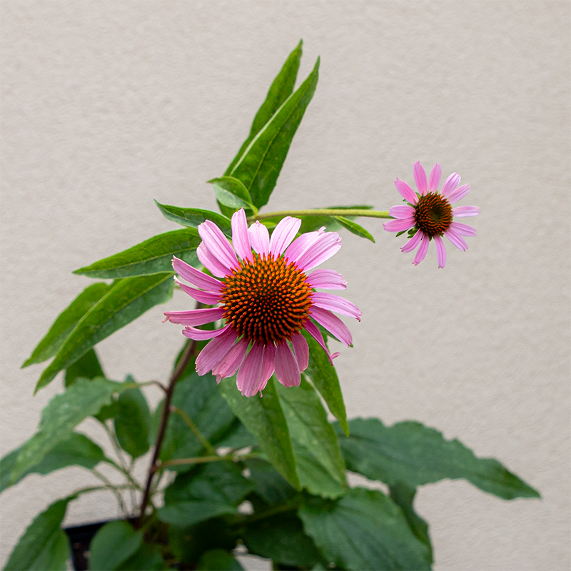 Echinacea purpurea Q01