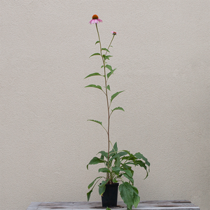 Echinacea purpurea Q01