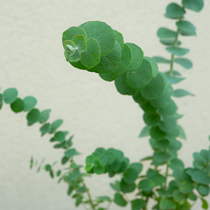 Eucalyptus 'Baby Blue' 4"