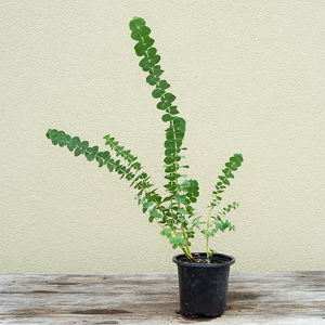 Eucalyptus 'Baby Blue' 4"