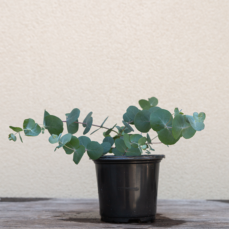 Eucalyptus 'Silver Dollar' 4"
