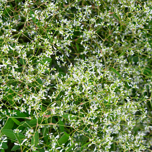 Euphorbia 'Diamond Frost' 6"
