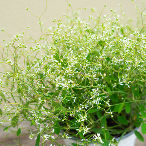 Euphorbia 'Diamond Frost' 6"