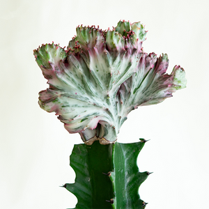 Euphorbia lactea cristata 4"