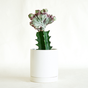 Euphorbia lactea cristata 4"