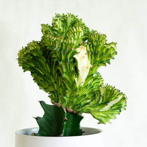 Euphorbia lactea cristata 4"