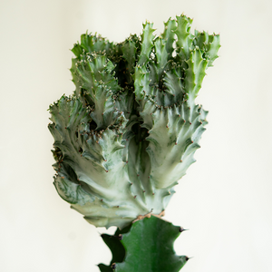 Euphorbia lactea cristata 4"