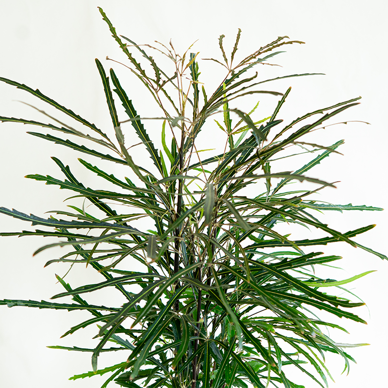 False Aralia 6"