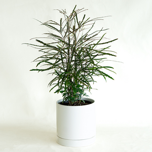 False Aralia 6"