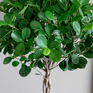Ficus 'Danielle' Braided Standard 10"