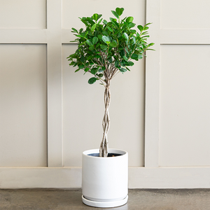 Ficus 'Danielle' Braided Standard 10"