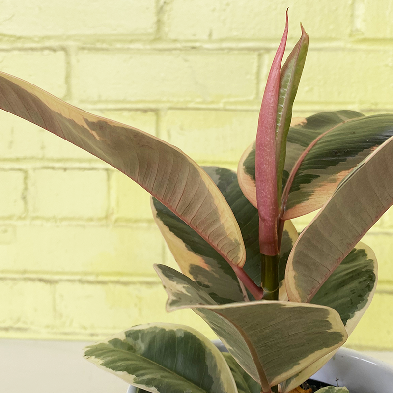 Ficus elastica 'Tineke'