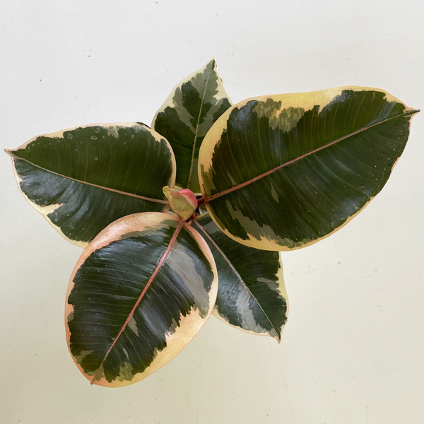 ficus elastica variegata vs tineke Ficus elastica 'Tineke'