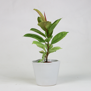 Ficus elastica 'Shivereana' 4"