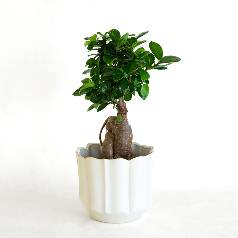 Ficus microcarpa 5.5"