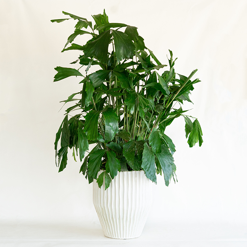 Fishtail Palm 10"