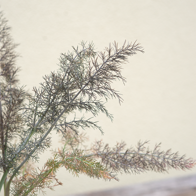 Foeniculum vulg 'Bronze' 3.5"