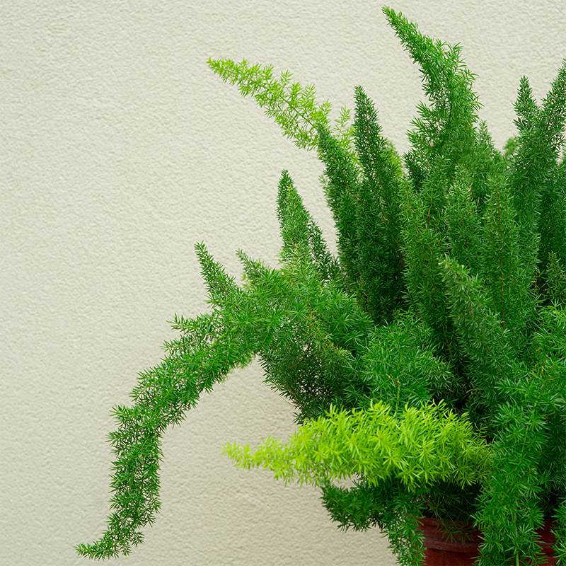Foxtail Fern 10"
