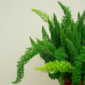 Foxtail Fern 10"