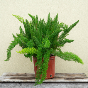 Foxtail Fern 10"