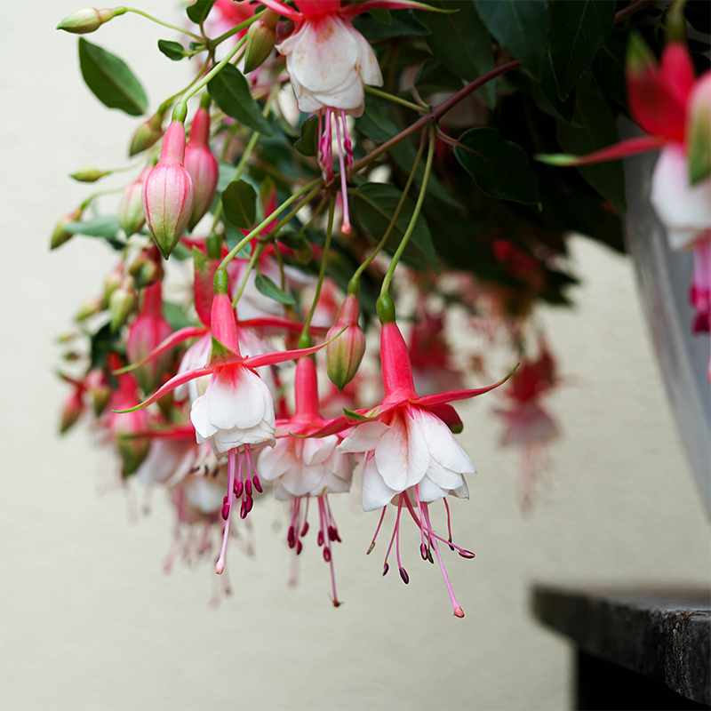 hanging fuchsia plants near me Fuchsia Aretes Patio 10" Hanging Basket
