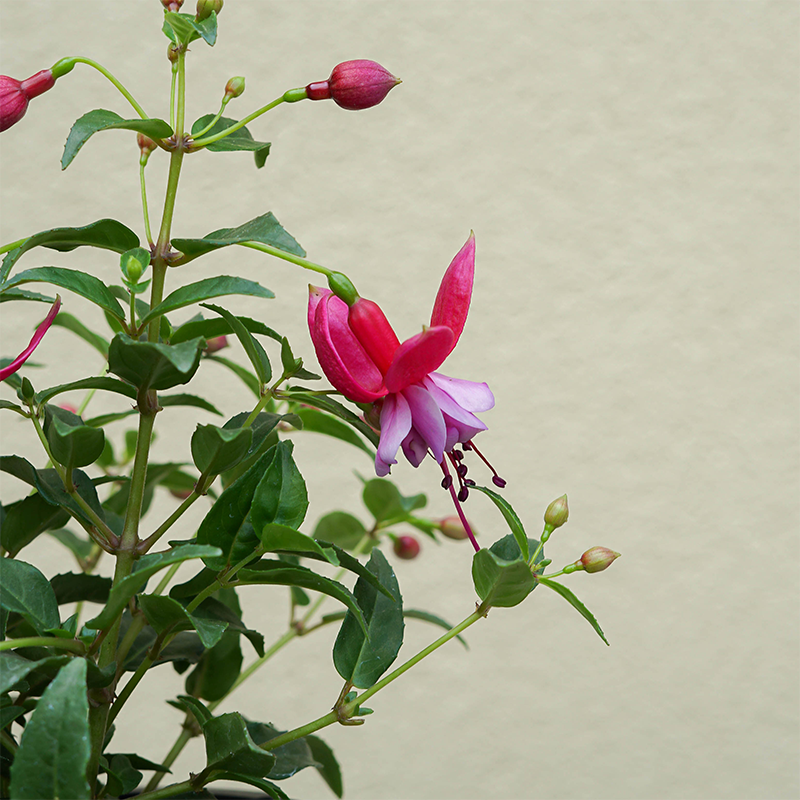 Fuchsia 'Assemblé' 4"